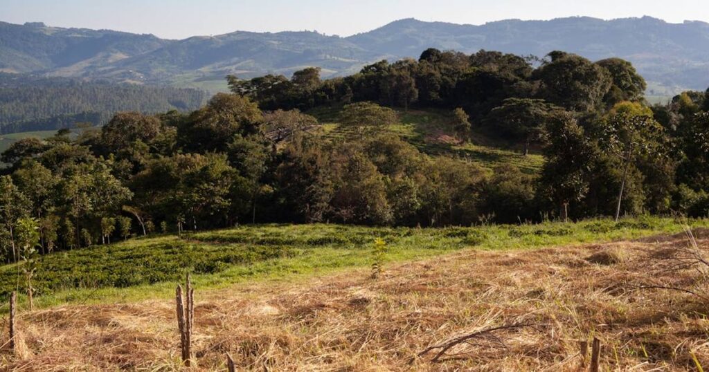 How Brazil Became the Country That Sets the Coffee Price