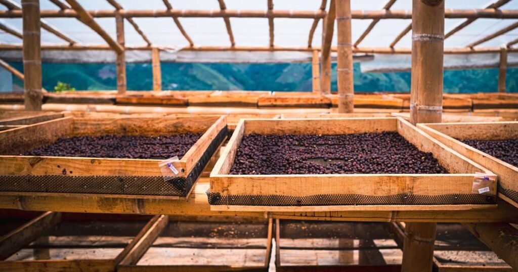 Indonesia: Aged Coffee and the Dutch Inheritance